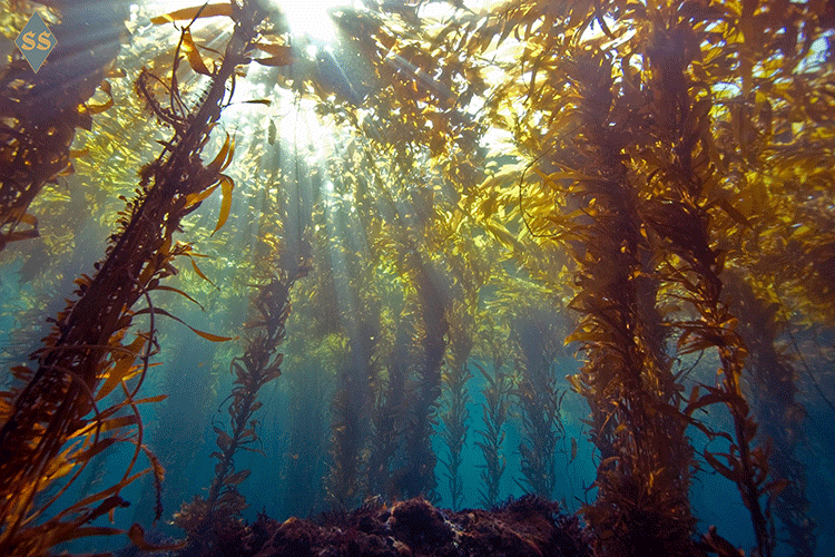Бурые водоросли под водой